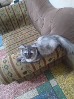 Persian Female kitten | Smokey Kitten