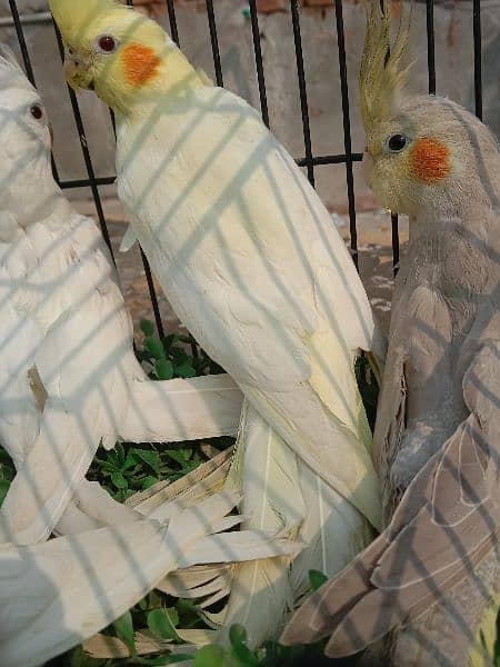 common white, gray and Charry cocktail available for sale 3