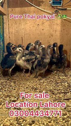 Pakoyai chicks 03004434771