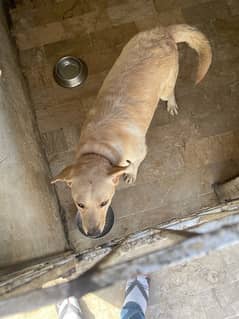 labrador golden