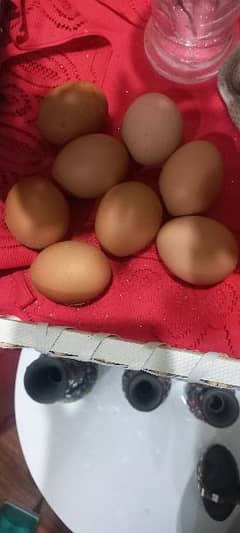 Lohman brown fertile eggs