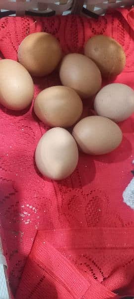 Lohman brown fertile eggs 1