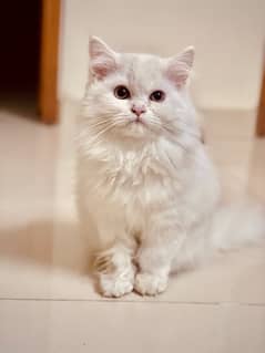 Persian Cat ( Heavy Fur )