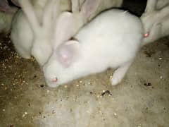 white red eyes rabbits