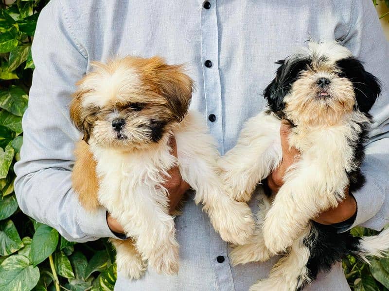 Top Quality Shitzu Pups 47000 each pup 1