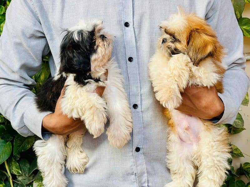 Top Quality Shitzu Pups 47000 each pup 3