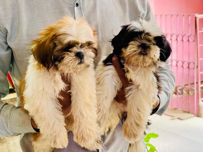 Top Quality Shitzu Pups 47000 each pup 4
