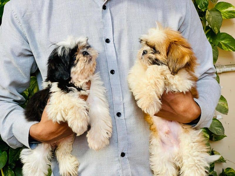 Top Quality Shitzu Pups 47000 each pup 7