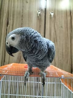 Grey Parrot talking Male 1,40,000