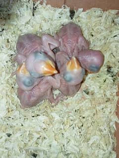 Raw Parrot Babies