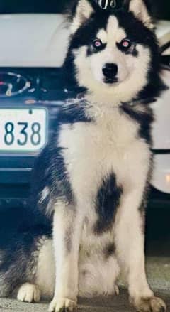 woolly caot husky available for stud purpose