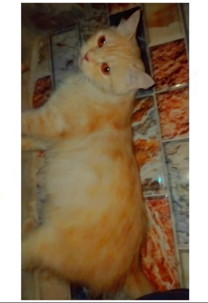 Light orange  cat for sell in reasonable price. Fully trained 0
