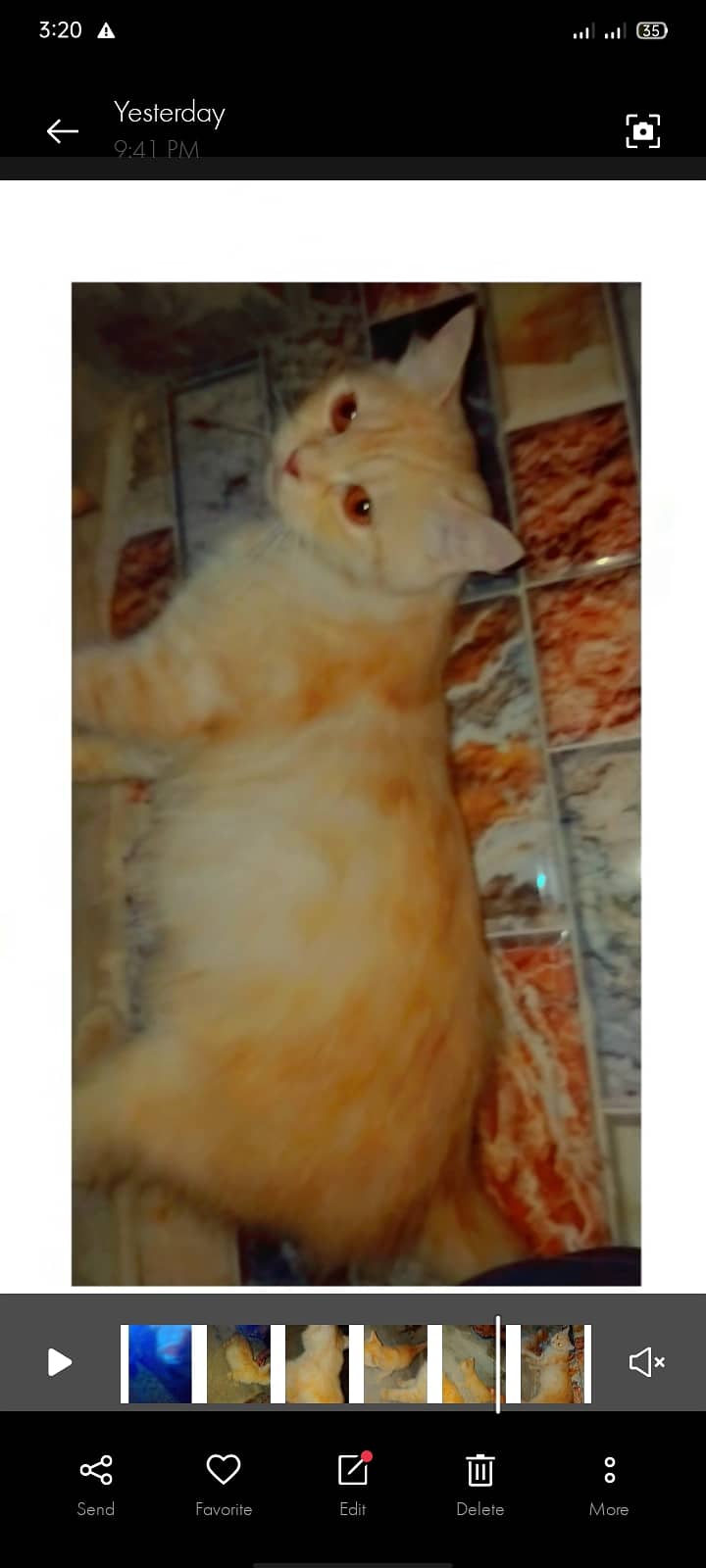 Light orange  cat for sell in reasonable price. Fully trained 1