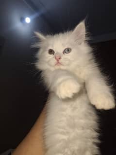 Persian tripple coat kitten