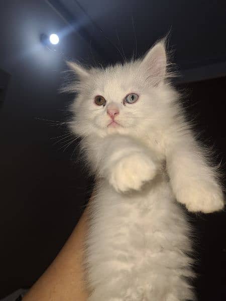 Persian tripple coat kitten 0