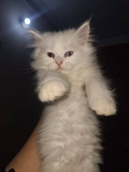 Persian tripple coat kitten 1
