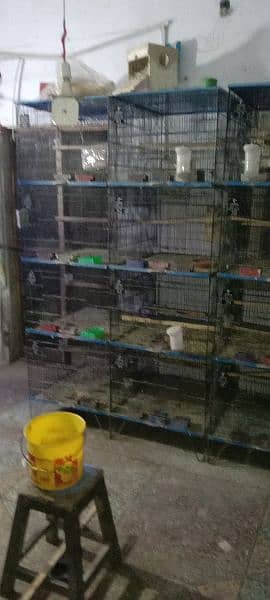 Brids cage 3