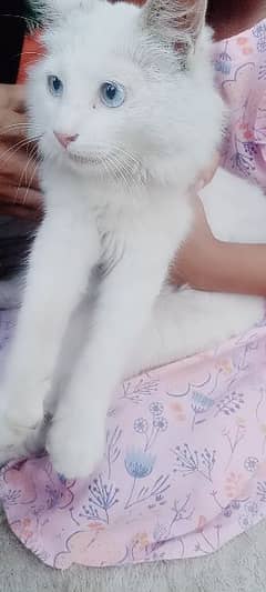 punch face persian male cat. . . whatsapp 03092686505