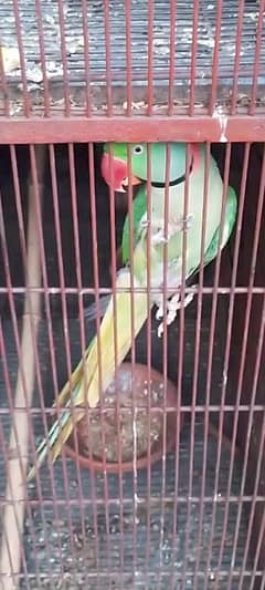 talking parrot