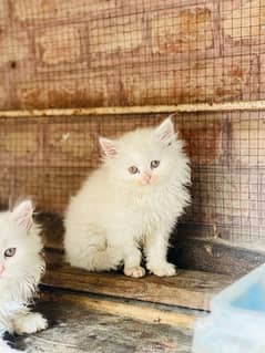 triple cot persian kitten White|Black