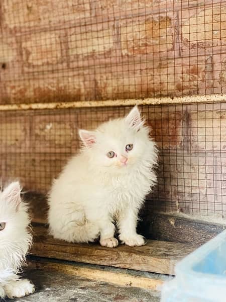 triple cot persian kitten White|Black 1