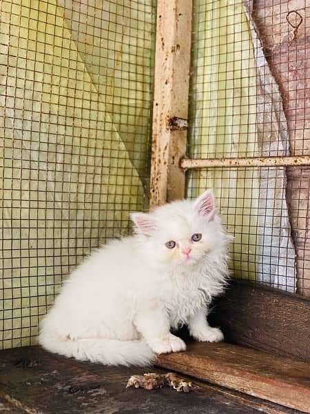 triple cot persian kitten White|Black 2
