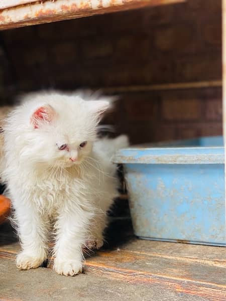 triple cot persian kitten White|Black 3