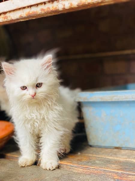 triple cot persian kitten White|Black 4