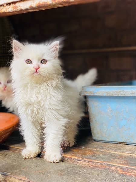 triple cot persian kitten White|Black 5