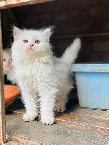 triple cot persian kitten White|Black 6