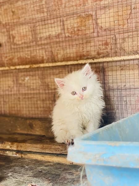 triple cot persian kitten White|Black 7