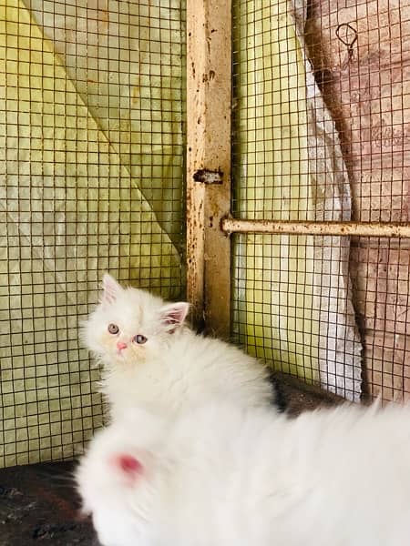 triple cot persian kitten White|Black 8