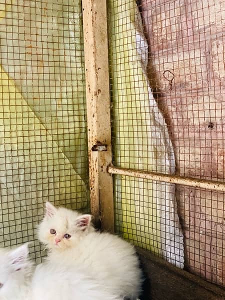 triple cot persian kitten White|Black 9