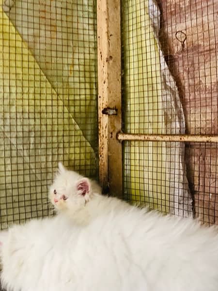 triple cot persian kitten White|Black 10