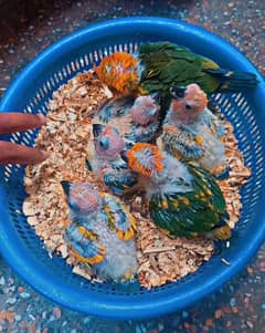 Sunconure, Pineapple conure Yellow sided Green chick