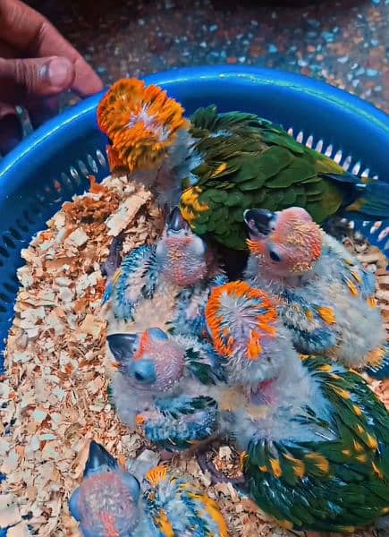 Sunconure, Pineapple conure Yellow sided Green chick 1