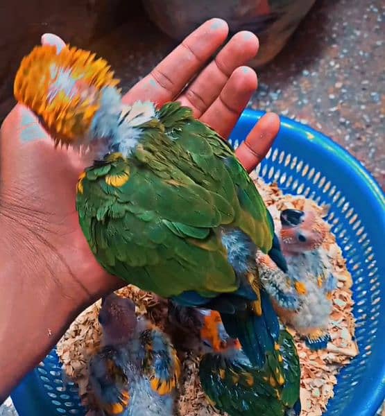 Sunconure, Pineapple conure Yellow sided Green chick 4