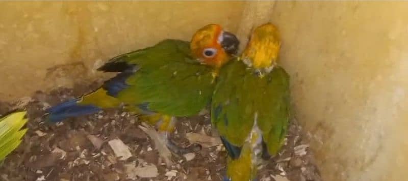Sunconure, Pineapple conure Yellow sided Green chick 5