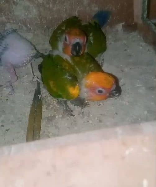 Sunconure, Pineapple conure Yellow sided Green chick 7