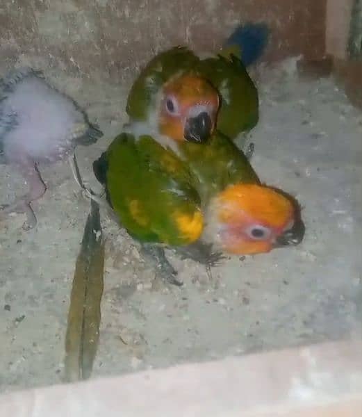 Sunconure, Pineapple conure Yellow sided Green chick 8