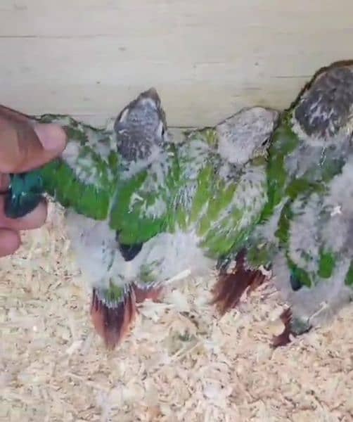 Sunconure, Pineapple conure Yellow sided Green chick 15