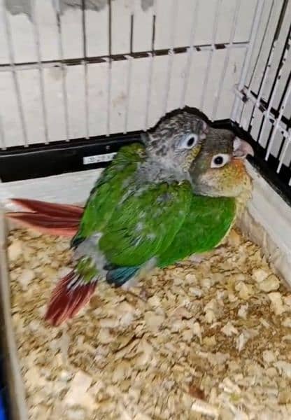 Sunconure, Pineapple conure Yellow sided Green chick 19