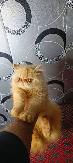 Peke Face Male Cat is Up For New Home