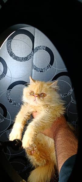 Peke Face Male Cat is Up For New Home 2