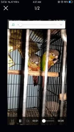 conure pairs 100 persent breaders