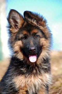 German shepherd male