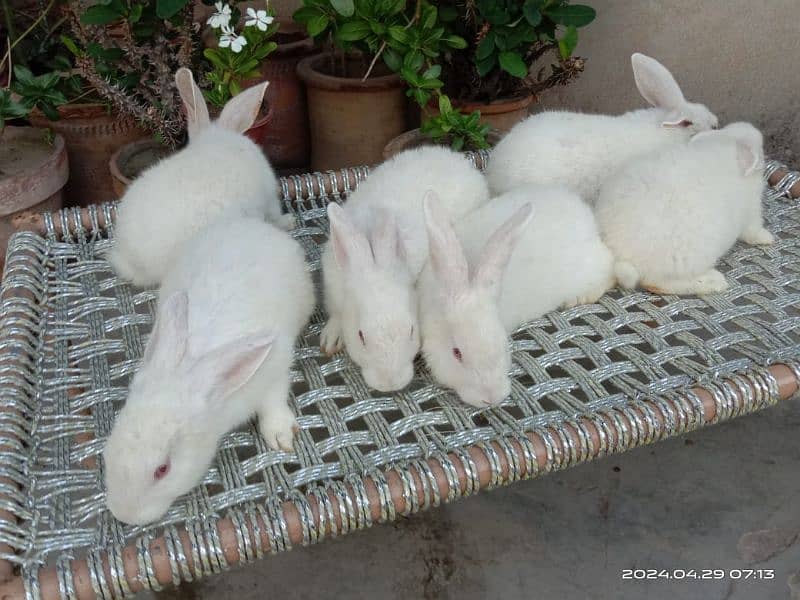 new Zealand white bunnies bunnies 0