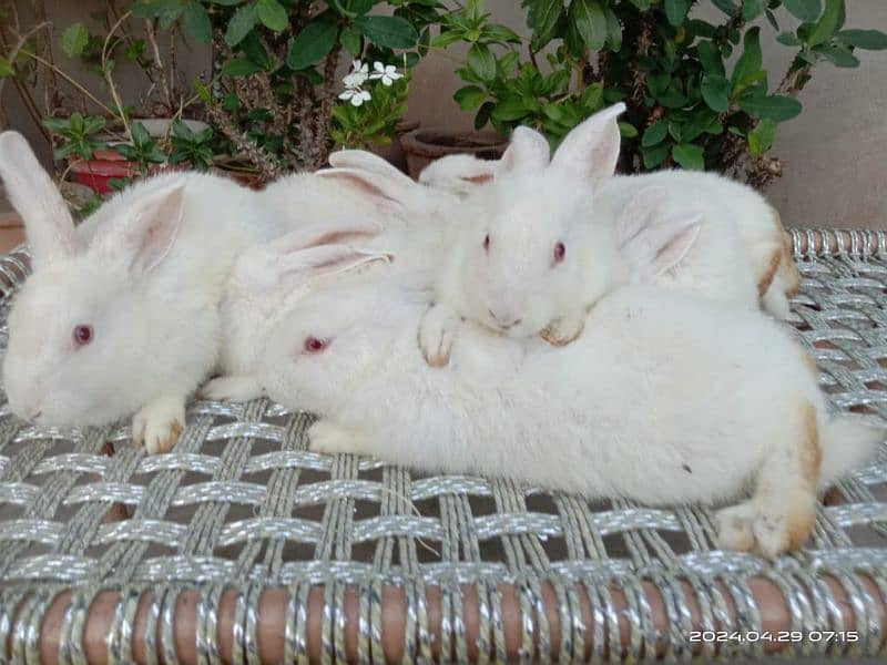 new Zealand white bunnies bunnies 1