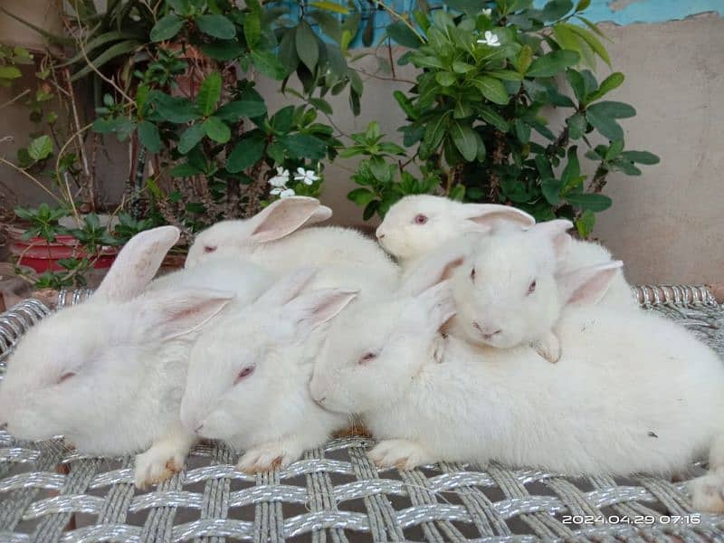 new Zealand white bunnies bunnies 2