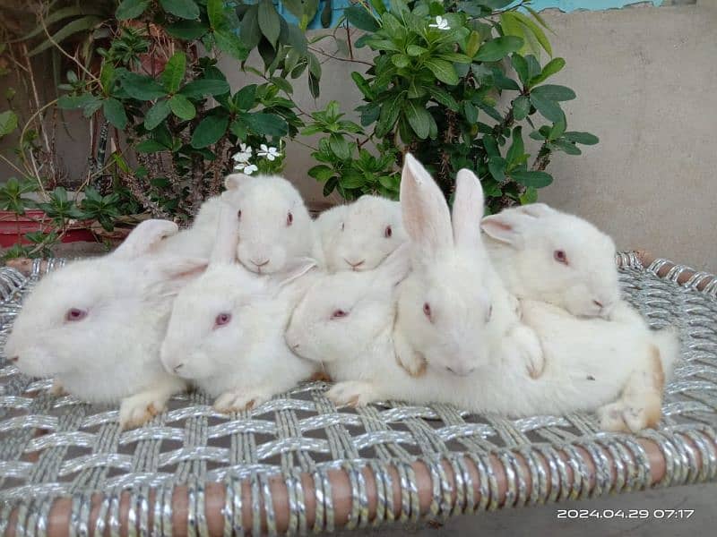 new Zealand white bunnies bunnies 3